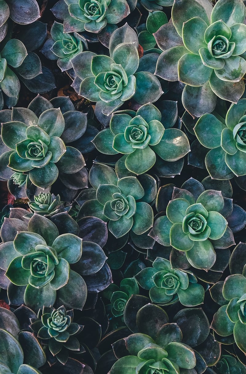 Cosmic Mini Succulents